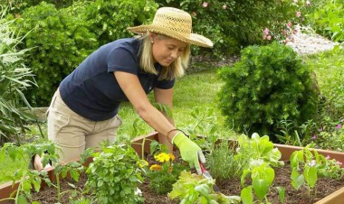 Hanover's Community Garden